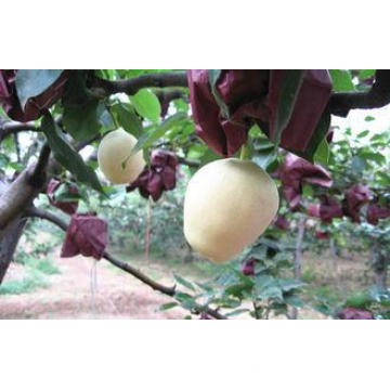 Juicy Yellow Crisp Fresh Pears / Fruit Contains Vitamin A ,